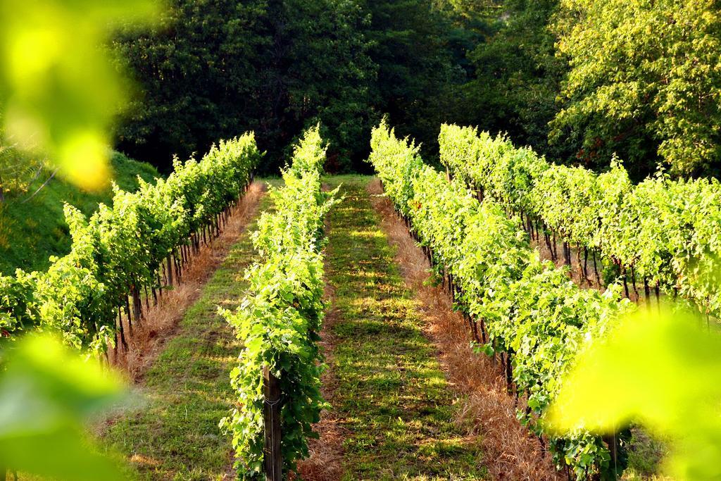 Agriturismo Il Belvedere Palazzago Eksteriør bilde